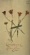 Johann Wolfgang von Goethe Herbarium sheet oil painting artist