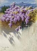 Antonio Mancini Wisteria in bloom oil painting artist